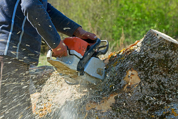 Best Local Tree Services  in Sudan, TX